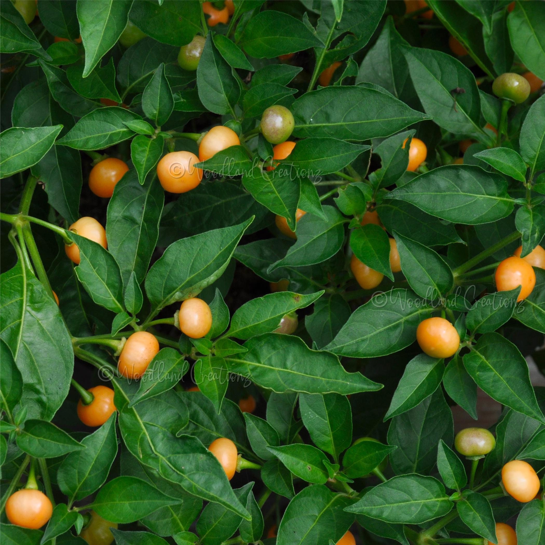 Peach Aji Charapita Pepper Seeds - Chili Pepper Seeds - Hot Pepper Seeds - Rare Pepper Seeds - Capsicum chinense