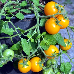 Pendulina Yellow Tomato Seeds - Hanging Basket Variety