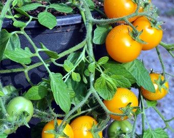Pendulina Yellow Tomato Seeds - Hanging Basket Tomato - Container Tomato -Hanging Tomato