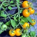 see more listings in the Micro Dwarf Tomatoes section