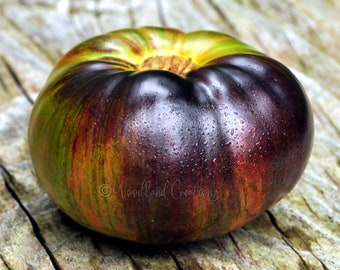 Dipper's Delight Tomato - Dwarf Beefsteak Tomato Seeds