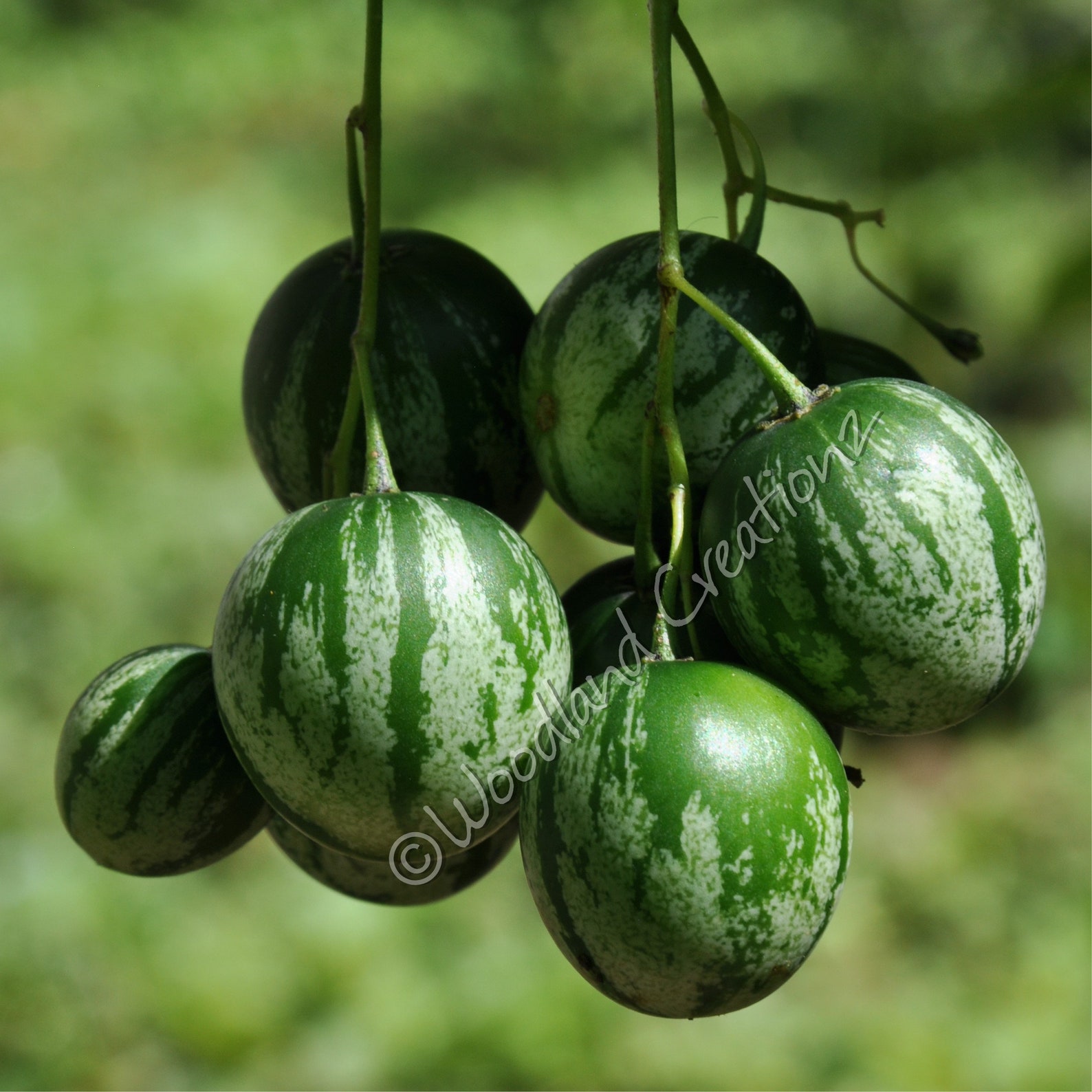 Tzimbalo Melon Pear Seeds Rare Unusual Edible Fruit Solanum - Etsy