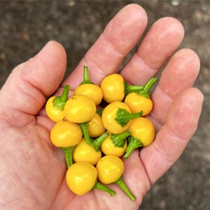 Aji Charapita XL Pepper Seeds - Chili Pepper Seeds - Hot Pepper Seeds - Rare Pepper Seeds - Capsicum chinense