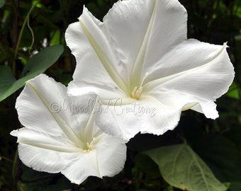 Mondblumen Samen (25+) - Duftende Blumen - Nachtblüte - Mondgarten