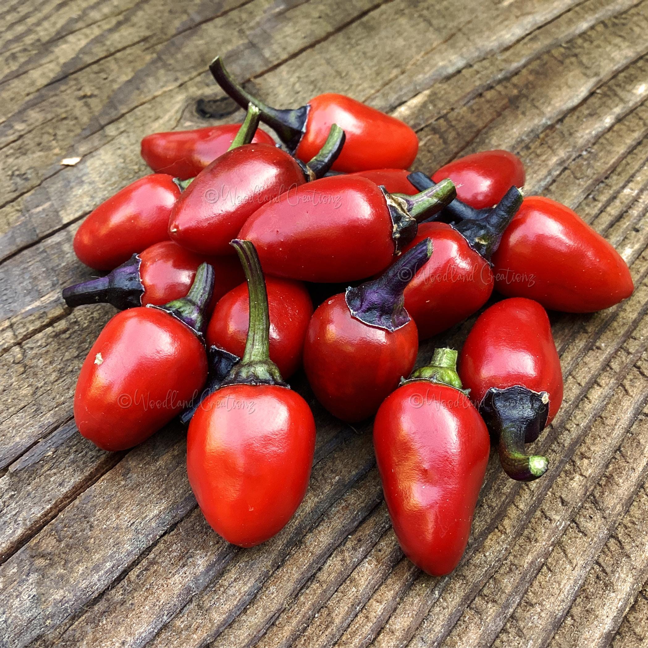 Cuban Candy Fish Pepper Seeds - Variegated Hot Chili - Etsy