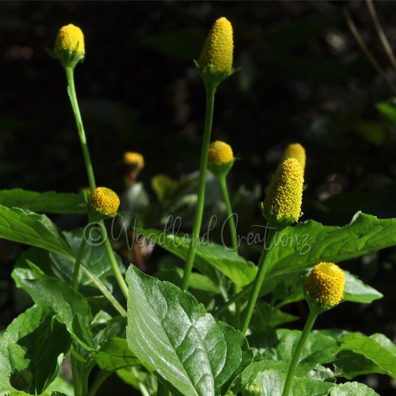 Zahnschmerzen Pflanzensamen Gelbe Blumen Elektrische Gänseblümchen Samen Buzz Button Paracress Seeds Brede mafane Spilanthes Acmella alba Bild 1