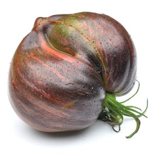 Rebel Starfighter Prime Tomato - Beautiful Tomato - Heirloom Tomato - Striped Tomato - Rare Tomato