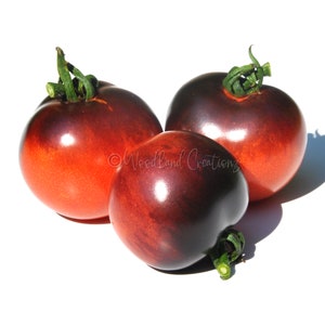 P20 Tomato - OSU Blue Tomato - Rare Tomato