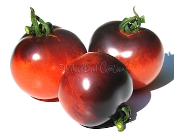 P20 Tomate - OSU Blue Tomate - Seltene Tomate