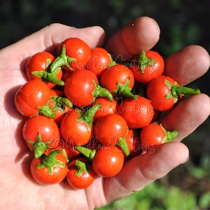 Cannibal Tomato - Poroporo - Solanum uporo - Solanum viride - Boro Dina - Garland Berry - Cannibal Cherry - Rare Plant Seeds