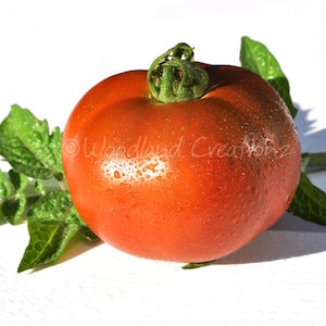 King Aramis Tomato - Dwarf Tomato Plants - Dwarf Tomato Seeds
