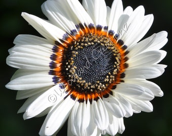 Zulu Prince Daisy Seeds - White Flowers
