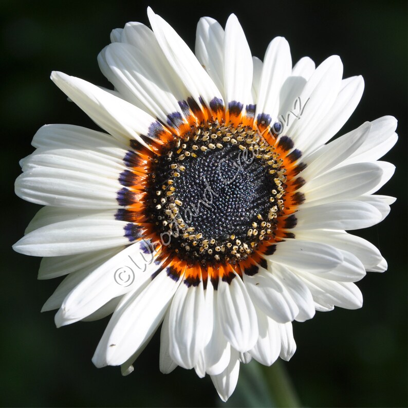 Zulu Prince Daisy Seeds White Flowers Etsy