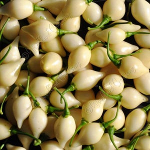 May include: A close-up shot of a pile of white peppers with green stems. The peppers have a smooth, glossy texture and a teardrop shape. The peppers are tightly packed together, filling the frame.