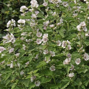 May include: A close-up of a flowering plant with light pink flowers and green leaves. The flowers have multiple petals and are clustered together on stems. The leaves are a deep green color and have a textured appearance. The plant is in full bloom.