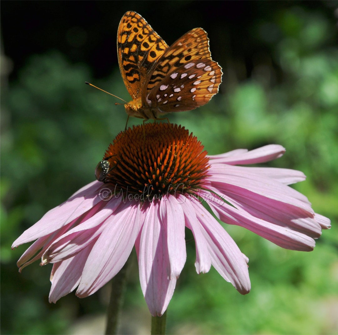 Echinacea Seeds Purple Coneflower Seeds Echinacea Purpurea Etsy