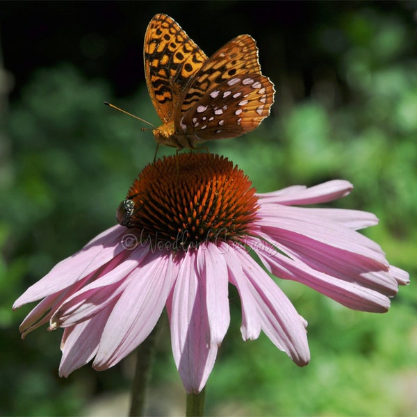 Echinacea Seeds - Purple Coneflower Seeds - Echinacea Purpurea - Perennial Flower Seeds