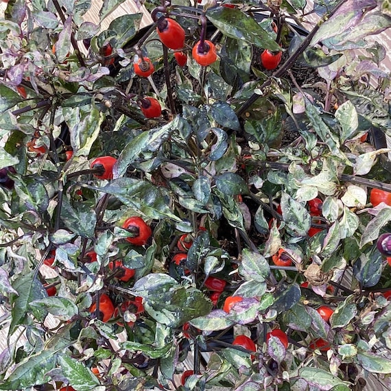 Purple Tiger Pepper Seeds - Variegated Leaves - Ornamental Hot Chili