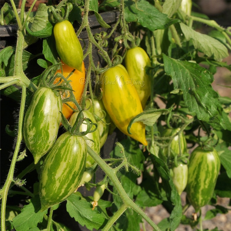 Guinel Yellow Tomato Seeds Hanging Basket Tomato Container Tomato Hanging Tomato image 1