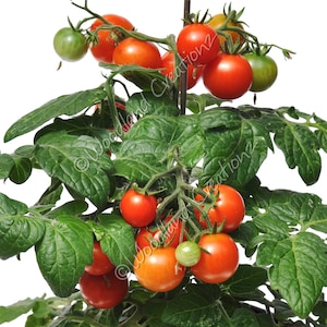 May include: A close-up of a tomato plant with vibrant green leaves and clusters of ripe, red tomatoes. Some tomatoes are still green, indicating different stages of growth. The plant is set against a white background.