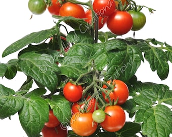May include: A close-up of a tomato plant with vibrant green leaves and clusters of ripe, red tomatoes. Some tomatoes are still green, indicating different stages of growth. The plant is set against a white background.