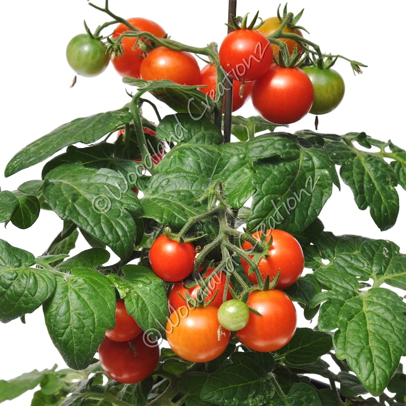 Red Robin Tomato Seeds Micro Dwarf Plants Organic Red