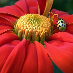 May include: A macro shot of a bright red flower with a yellow and orange central structure. A small, yellow beetle with black spots is on a petal. The image highlights the flower's and insect's details.