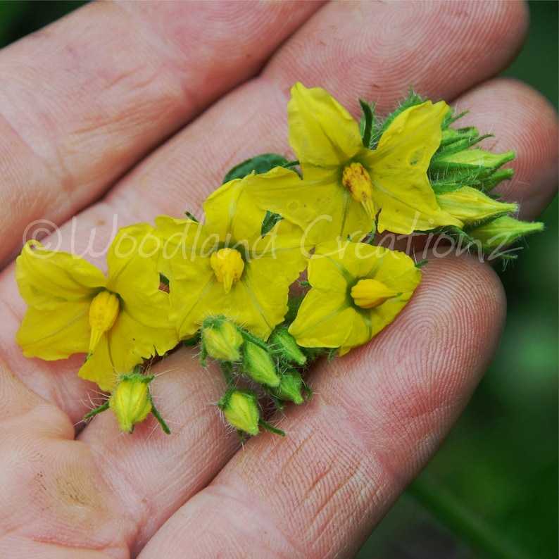 K&ouml;nnte beinhalten: Nahaufnahme von leuchtend gelben Bl&uuml;ten und Knospen, die in einer Hand gehalten werden. Die Bl&uuml;ten haben zarte Bl&uuml;tenbl&auml;tter und hervorstehende gelbe Staubgef&auml;&szlig;e. Das Bild ist gut beleuchtet und hebt die Farben und Texturen der Bl&uuml;ten hervor. Der Text "Woodland Creations" ist sichtbar.