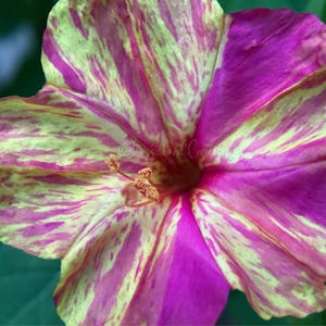 Könnte beinhalten: Nahaufnahme einer lebendigen Blume mit Farbmix. Die Blütenblätter zeigen ein auffälliges Muster aus gelben und magentafarbenen Streifen, die vom Zentrum ausgehen. Die Staubgefäße der Blume sind sichtbar und fügen Details hinzu. Das Thema ist Natur und Botanik.