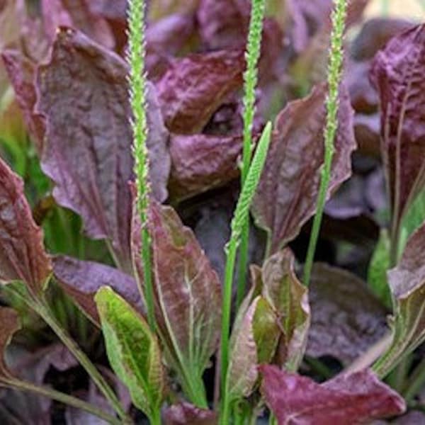 Purple Plantain - PLANTAGO MAJOR RUBRIFOLIA - Medicinal Plant