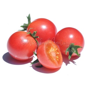 Whipper Snapper Tomato Seeds - Hanging Basket Tomato Seeds - Pink Cherry Tomato - Patio Tomato