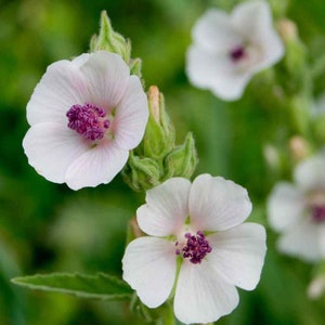 May include: Close-up of white flowers with delicate petals and a vibrant purple center. The flowers are in various stages of bloom, set against a blurred green background. The image highlights the natural beauty of the blossoms.