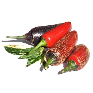 Biker Billy Jalapeno Pepper Seeds - Jalapeno Pepper Seeds - Variegated Jalapeno - Hot Pepper Seeds
