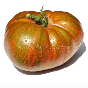 May include: A large, ripe heirloom tomato with a vibrant mix of colors. The tomato features a deep orange base with green and brown stripes, and is covered in water droplets. The text "Woodland Creationsz" is visible on the side.