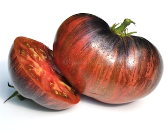 Marsha's Starfighter Beefsteak Tomato - Beautiful Tomato - Heirloom Tomato - Striped Tomato - Rare Tomato