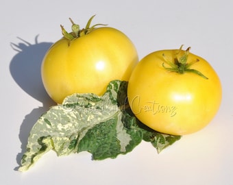 Pico's Pride Tomato Seeds - Dwarf Yellow Tomato - Variegated Leaves