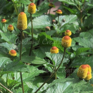 Toothache Plant Seeds Bullseye Flower Electric Daisy Seeds Buzz Button Tingflower Paracress Seeds Spilanthes Acmella oleracea image 1