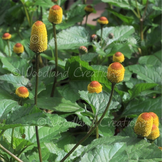 garden plant supports GreenStalk Plant Support | Set of 3