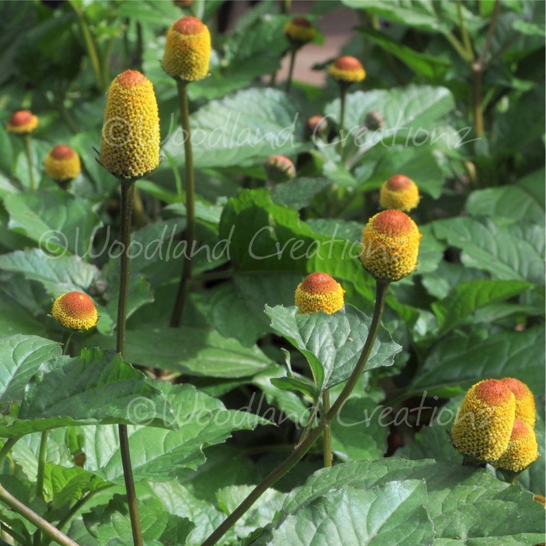 Toothache Plant Seeds Bullseye Flower Electric Daisy Seeds Buzz Button Tingflower Paracress Seeds Spilanthes Acmella oleracea image 1