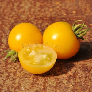 Bunny Hop Tomato - Micro Dwarf Tomato Seeds - Fuzzy Leaves - Sweet Yellow Tomatoes