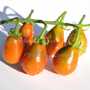 May include: A close-up of a cluster of ripe, pear-shaped tomatoes on a green vine. The tomatoes are a gradient of orange and green, with water droplets on their surfaces. The image is set against a white background.