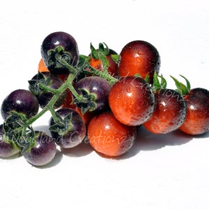 May include: A cluster of ripe tomatoes, some with a deep purple hue and others a vibrant red-orange. The tomatoes are covered in tiny water droplets, suggesting freshness. Green stems and leaves connect the tomatoes, set against a white background.