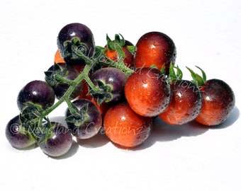 Blue Berries Tomato - Dark Cherry Tomato - Productive Cherry Tomato - Organic Tomato