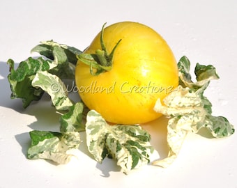 May include: A ripe, yellow tomato with green stem and leaves. The tomato is surrounded by variegated green and white leaves. The image is set against a white background. The text "Woodland Creations" is visible.
