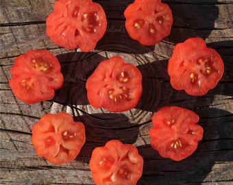Semillas de tomate cherry acordeón: tomate reliquia de acanaladuras rojas (15 semillas)