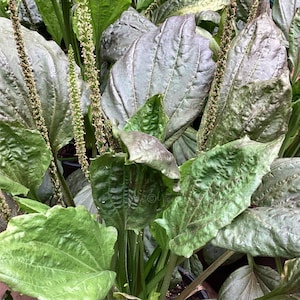 Plátano Morado - PLANTAGO MAJOR RUBRIFOLIA - Semillas de Plátano - Planta Perenne - Planta Medicinal
