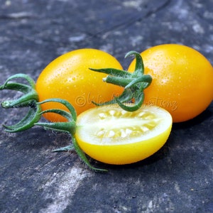 Sweet Beverley Tomato - Yellow Cherry Tomato - Sweet Cherry Tomato