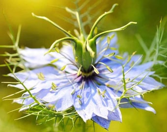 Black Cumin Seeds (100+) - Medicinal Flower - Nigella Sativa