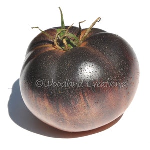 Op de afbeelding: Een grote, rijpe erfstuktomaat met een donkerpaars en bruin exterieur, besprenkeld met waterdruppels. De tomaat heeft een groene stengel en de tekst "Woodland Creationsz" is zichtbaar.