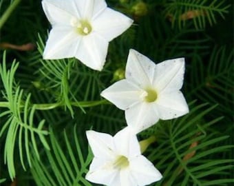 White Cardinal Climber Seeds - Hummingbird Vine - White Flowering Vine Morning Glory USA